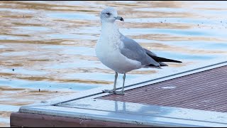 Ringbilled Gull in Madrid Spain  Ringsnavelmeeuw [upl. by Portugal]