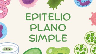 Epitelio Plano Simple [upl. by Loveridge]