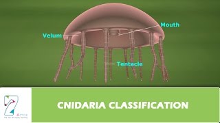 CNIDARIA CLASSIFICATION [upl. by Shoshanna]