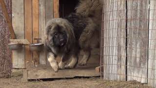 Big Dog Caucasian Ovcharka territorial aggression [upl. by Attenej]