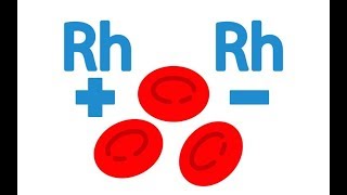 Rhesus Factor Test Physiology [upl. by Zak]