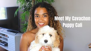 I got a puppy Meet my Cavachon Puppy Cali [upl. by Markland]