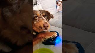 Ok lets go meme shorts funny lustig aussie hund dog meme [upl. by Atiker]