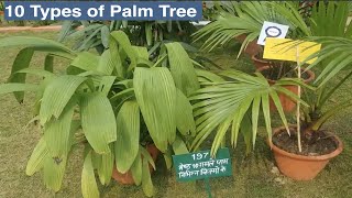 10 Types of Palm Trees on Pot  Palm Trees in India [upl. by Tedie]