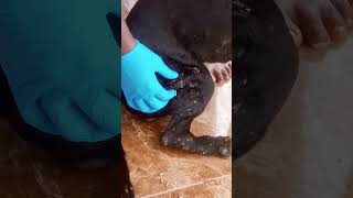 Remove mango worm from dog [upl. by Notaes]