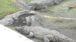 crocodile eating man live [upl. by Dleifxam]