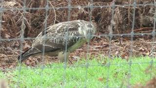 Buizerd in de Deurnese Peel Onder andere met lekker hapje [upl. by Lydie]