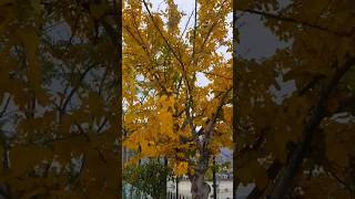 Autumn  Season  autumn season  autumn season in Gilgit Baltistan autumn autumncolors [upl. by Solomon]