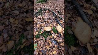 Porcini🍄Boletus Reticulatus7112024 wildmushrooms mushroom fungi grzyby short forest food [upl. by Catriona]