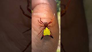 Handling an ArrowShaped Micrathena Spider 🕷️ arthropodsspiderinsectsbugtarantulafyp [upl. by Krute199]