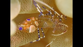 Plongée Martinique Nord Avec Surcouf Dive [upl. by Maise853]