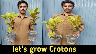 Croton Plant Care Everything You Need to Know [upl. by Demahum146]