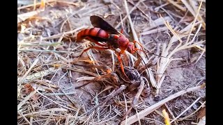 Spider Wasp Hunts Down A Wolf Spider And Drags It To Its Death [upl. by Soisinoid]