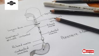 Peristaltic movement  Passage of food  Movement of food from mouth to stomach [upl. by Ainar]