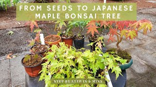 From Seeds to Japanese Maple Bonsai tree  STEP BY STEP in 6 mins [upl. by Meredi449]