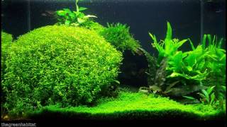 Micranthemum Micranthemoides  Freshwater Bunch Live Aquarium Plants Pearl Weed [upl. by Kirimia]