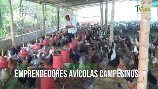 EMPRENDEDORES AVÍCOLAS CAMPESINOS  TvAgro por Juan Gonzalo Angel Restrepo [upl. by Bracci]