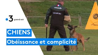 Championnat de France dIGP  obéissance et complicité entre chiens et maîtres [upl. by Litha]