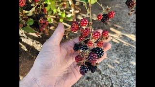 3 wild conglomerate berries growing in Oregon [upl. by Kerad]