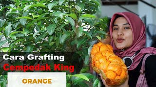 Cara Grafting Cempedak King Oren  Hortikultura Indonesia [upl. by Aluap]