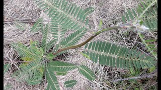 Sesbania Sesban growing in semi arid land Fast firewood production chicken and goat feed [upl. by Hayidah]