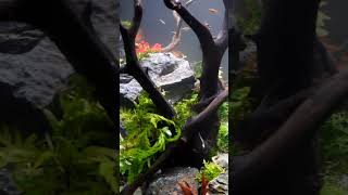 Aquascaping Tip Mix Rocks and Wood shorts fishkeeping fishtank fish aquarium fishtank [upl. by Hal]