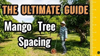 The Ultimate Guide to Mango Tree Spacing [upl. by Akedijn901]