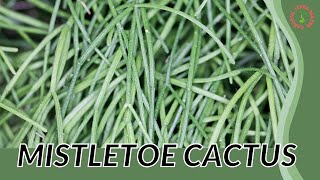 MISTLETOE CACTUS quotCOUSIN ITquot Information amp Growing Tips Rhipsalis baccifera [upl. by Tawnya]