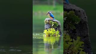 Kingfisher catching fish 🐟 kingfisher shorts [upl. by Eckart]