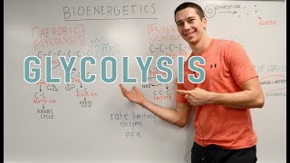 Glycolysis Explained Aerobic vs Anaerobic Pyruvate Gluconeogenesis [upl. by Ennayelsel]