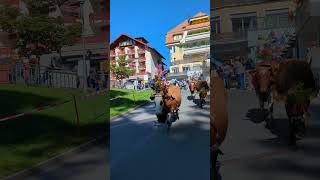 Traditional Cow Parade in Switzerland wengen travelandphotography lauterbrunnen swissnature [upl. by Trometer]