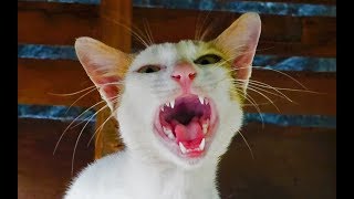 Cat meowing very loudly  Billi ki awaj  बिल्ली की आवाज [upl. by Albertson]