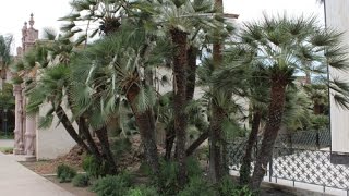 Chamaerops humilis  European Fan Palm Mediterranean Fan Palm [upl. by Aeht391]