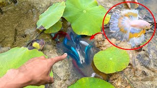 Unbelievable Unique Catch Betta Fish Catching And Finding A Lot Of Fish In Lotus Lake [upl. by Adnohrahs249]