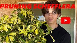 Pruning and Propagating Dwarf Umbrella TreeSchefflera [upl. by Ahtenak]