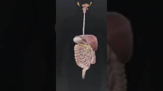 H digestive system mode up of the gstrontestinal tract [upl. by Carrick]