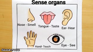 How to draw sense organs easy  Sense organ Drawing idea  How to draw Sense organ easy step [upl. by Earb]