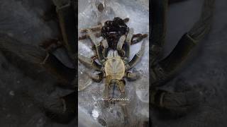 Cyriopagopus schmidti Moulting Chinese birdeater [upl. by Henriha]