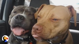 SWEETEST Pit Bull Labeled Dog Aggressive  The Dodo [upl. by Chamberlin640]