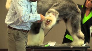 Old English Sheepdog Grooming [upl. by Dinah769]