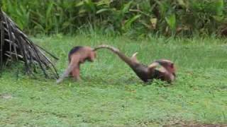 Anteaters Fight in the Wildwmv [upl. by Ogires]