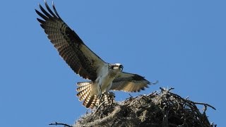 The Osprey Sounds and Habitat [upl. by Aikemet]