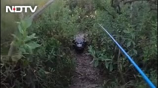 Watch Giant Alligator Chases Florida Man During Tarpon Fishing [upl. by Nunes]