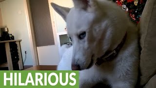 Husky furious when owner steals her spot [upl. by Gredel790]