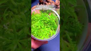 Planting a Terrarium with Emersed Aquatic Plants shorts [upl. by Nomzaj]