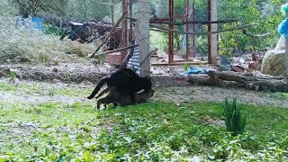 mating catsfemale cat mating female cats sounds [upl. by Gardas959]