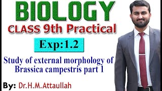 Study of external morphology of Brassica campestris  9th biology practical  Exp12  part1 [upl. by Nilat304]