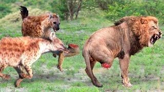 Death Is Approaching Hyena Destroyed Her Own Life By Doing This In The Lion Kings Territory [upl. by Entroc]