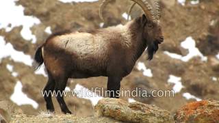 Ibex of the Himalaya rare look at wild goat that lives in tough conditions [upl. by Fernandina]