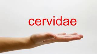 How to Pronounce cervidae  American English [upl. by Bysshe462]